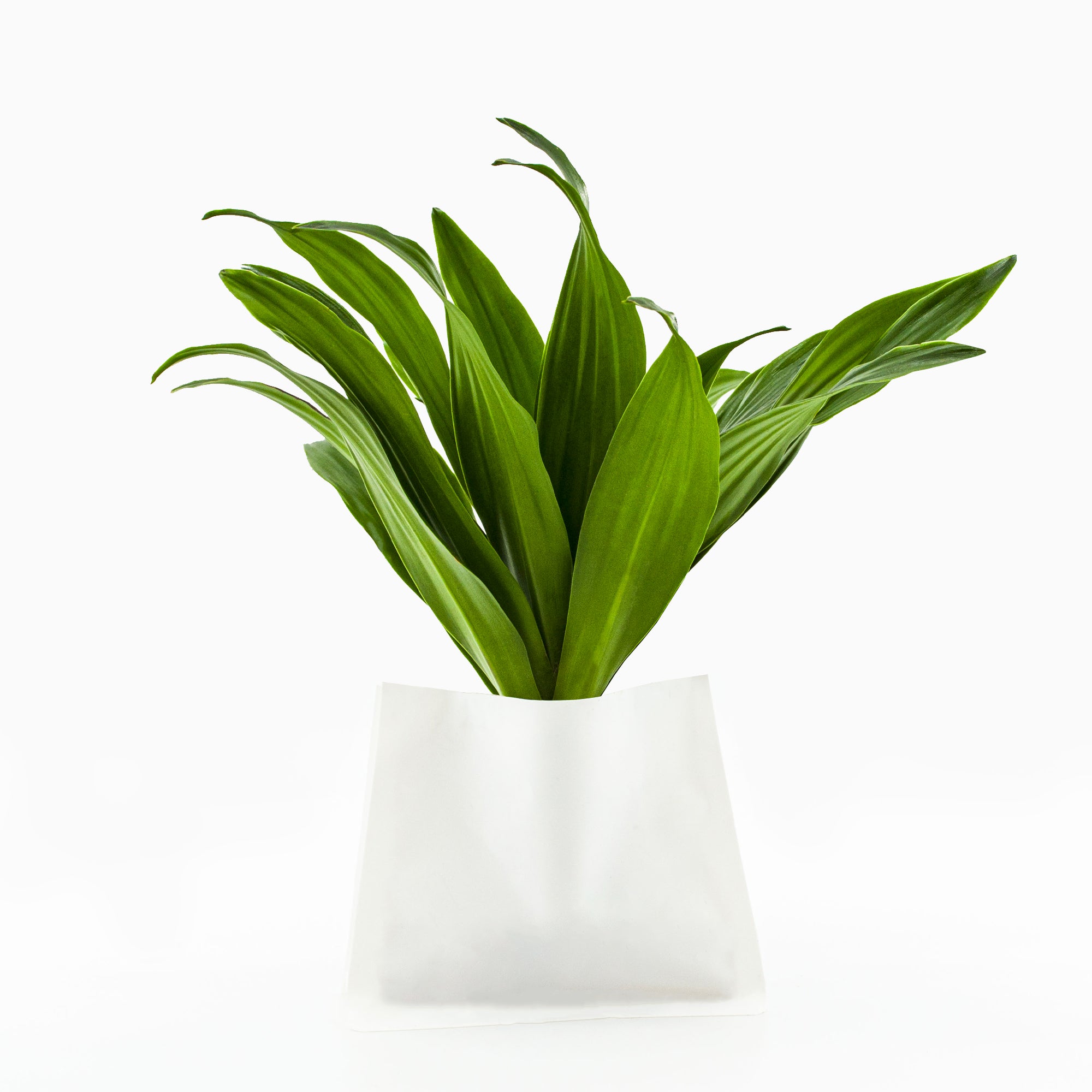 Plante (M) pour TOT'SUPER / TOTEM