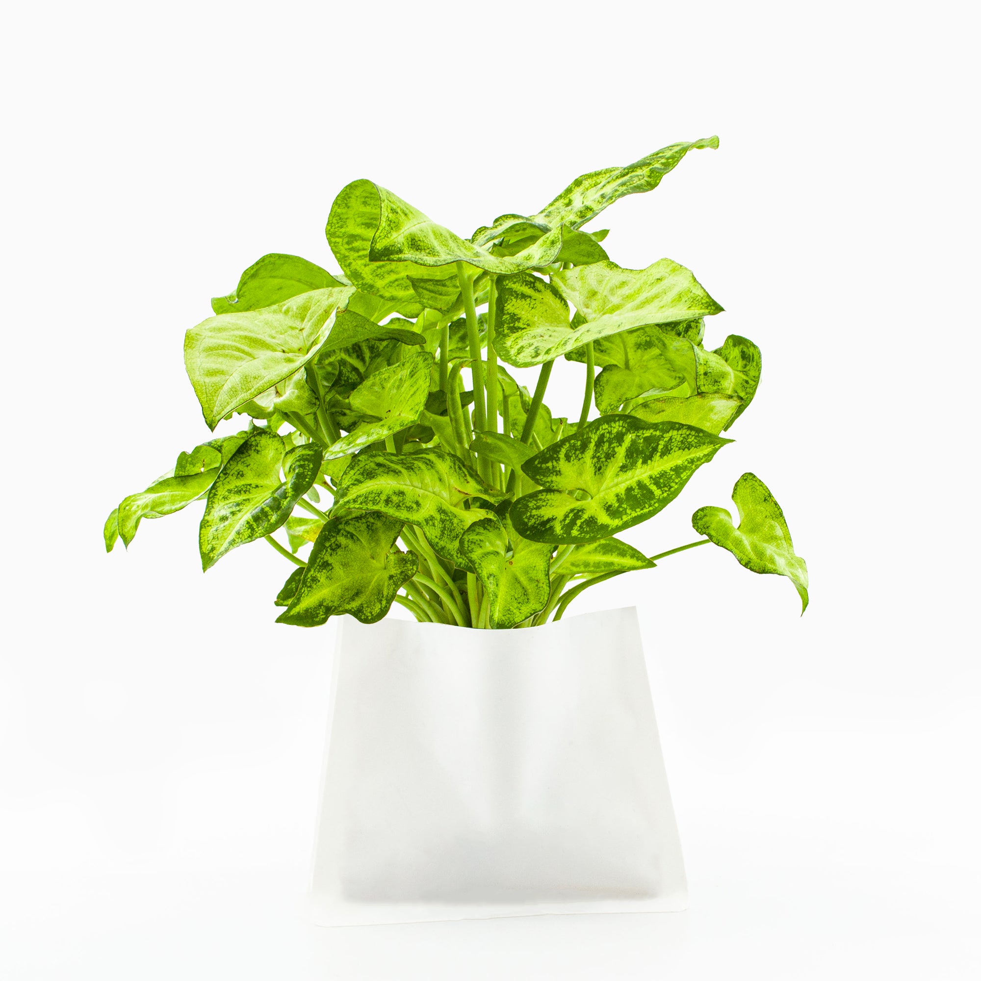 Plante (M) pour TOT'SUPER / TOTEM