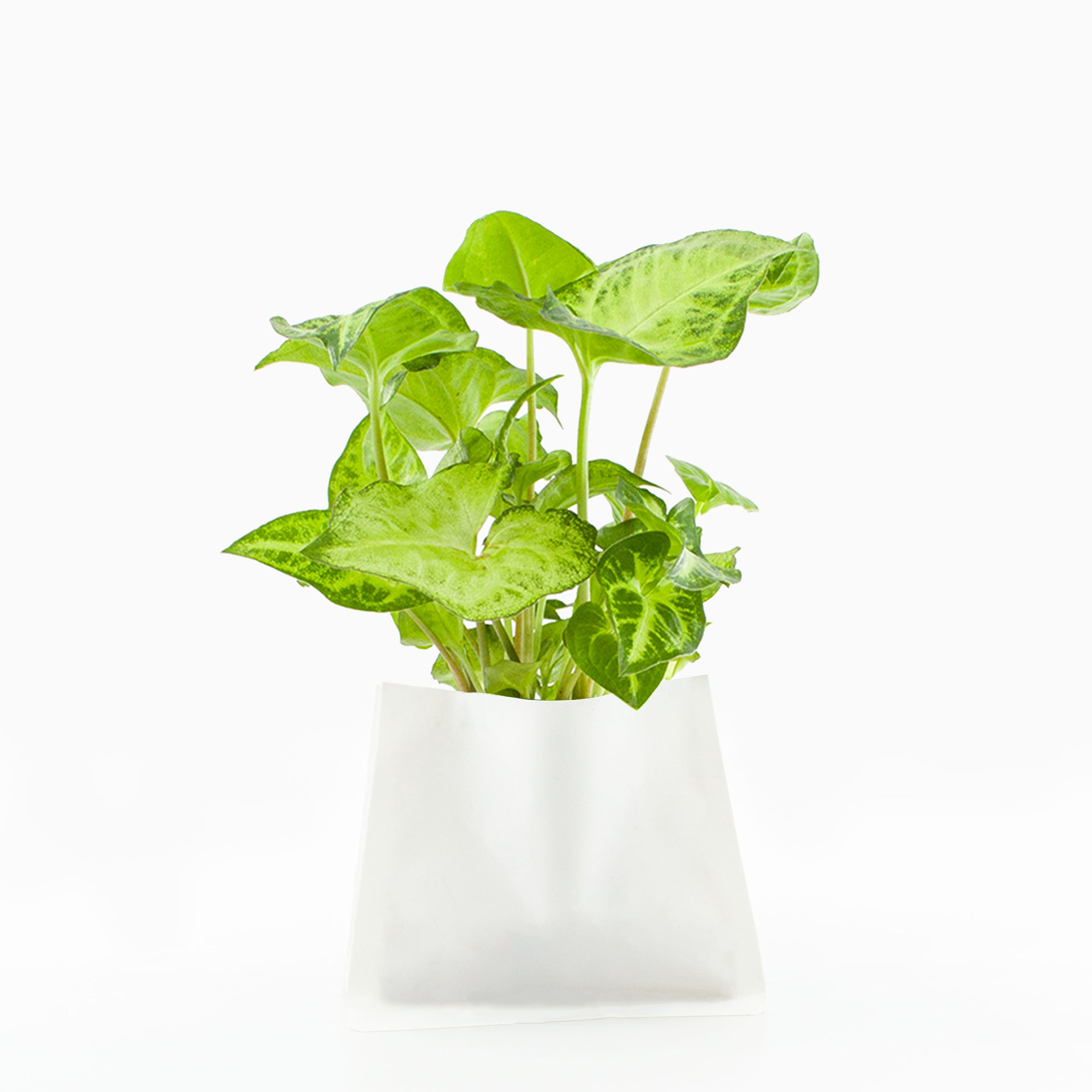 Plante (S) pour TOT'MIGNON